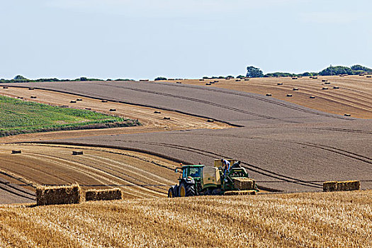 英格兰,肯特郡,小麦,收获