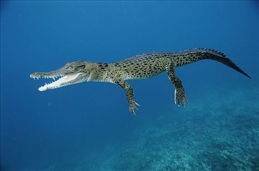 咸水鳄,湾鳄,幼小,岛屿,巴布亚新几内亚