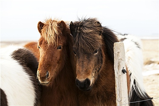 牧群,冰岛,小马