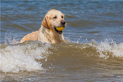 金毛猎犬,海岸