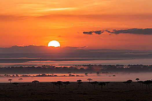 日出,上方,马赛马拉,肯尼亚,非洲