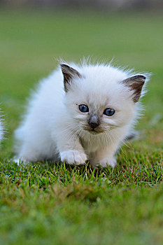 小猫,户外,在草