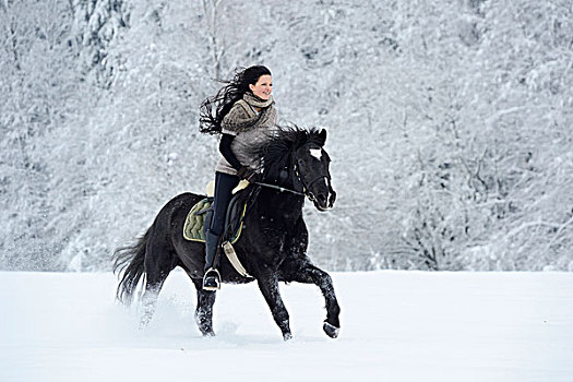 美女,骑,骑马,雪中