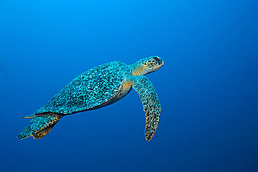 绿海龟,龟类,拱形,岛屿,加拉帕戈斯,厄瓜多尔