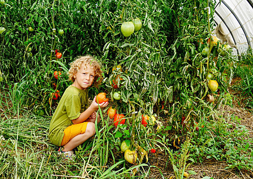 小,金发,男孩,挑选,西红柿,花园