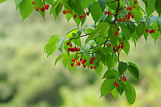 福建山樱樱桃