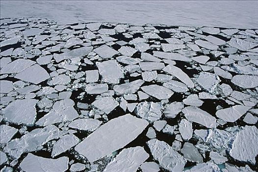 浮冰,海冰,边缘,夏末,南极