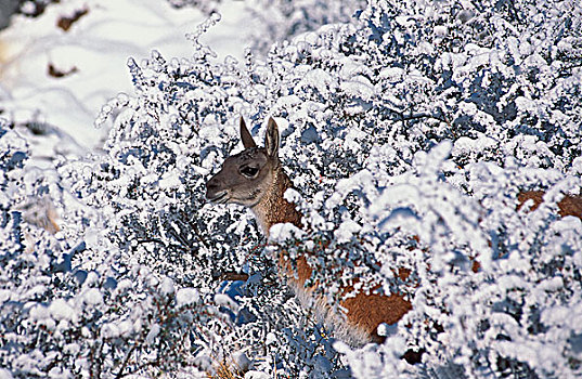原驼,积雪,灌木,托雷德裴恩国家公园,智利