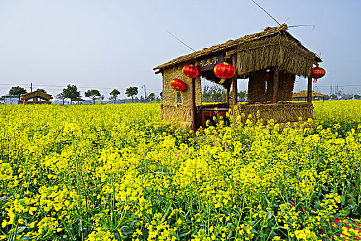 上海,奉贤,油菜花,灯笼