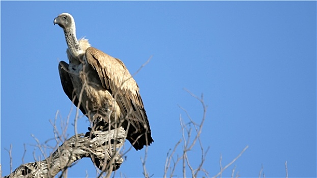 秃鹰,克鲁格国家公园,南非