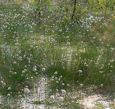 羊胡子草,花,自然保护区,海德,下萨克森,德国,欧洲