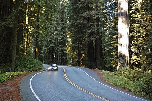 公路,州立公园,北加州,加利福尼亚,美国
