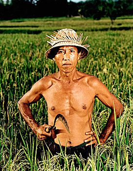 印度尼西亚,巴厘岛,稻米,农民