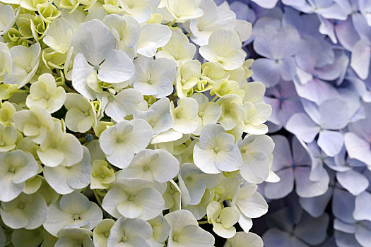 白色,八仙花属,花
