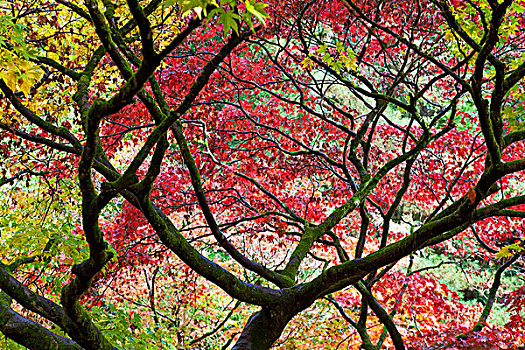 秋叶,树园,格洛斯特郡,英格兰,英国