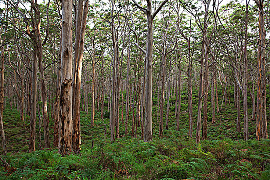 树,树林,靠近,玛格丽特河,西澳大利亚,澳大利亚