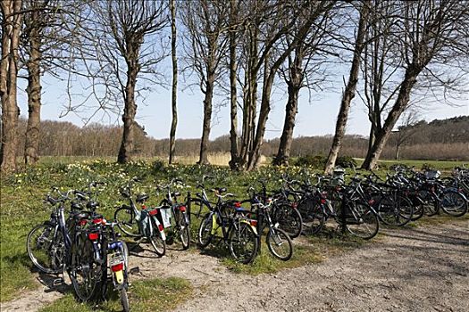 满,自行车,停车场,春景,靠近,荷兰,欧洲