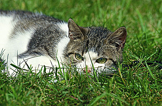家猫,成年,卧,草地