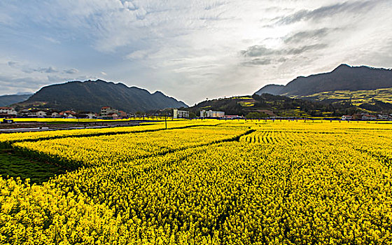 陕西汉中油菜花等