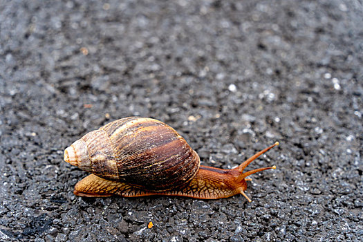 公路上的蜗牛