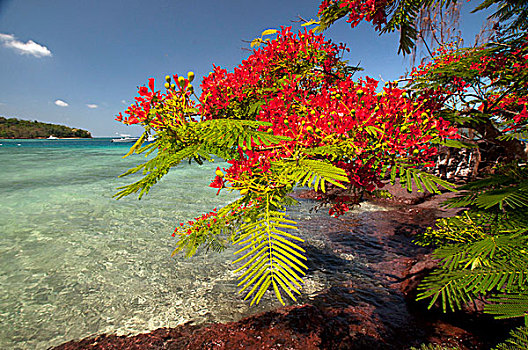 华丽,圣诞树,岛屿,斐济