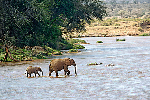 成年,女性,非洲象,河,桑布鲁野生动物保护区,肯尼亚