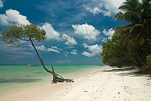 树,海滩,安达曼,岛屿,印度