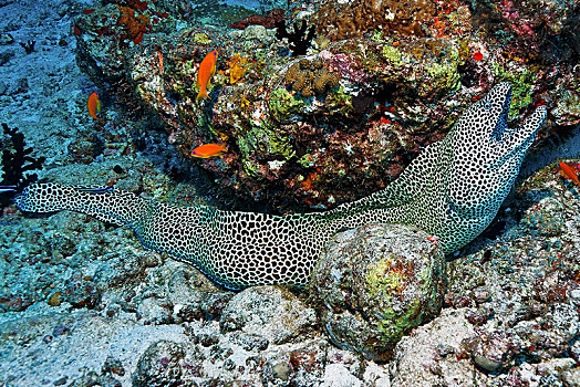 饰带,海鳗,裸胸鳝属,珊瑚礁,马尔代夫,亚洲