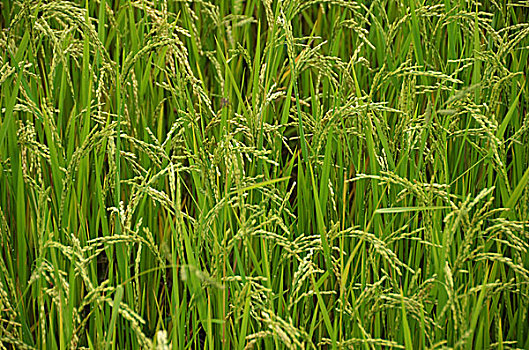马达加斯加,特写,绿色,稻田