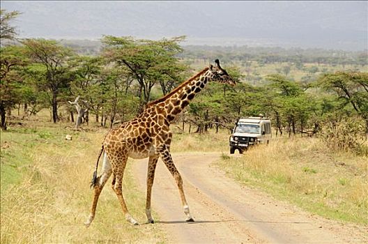 马赛长颈鹿,土路,正面,塞伦盖蒂国家公园,坦桑尼亚,非洲