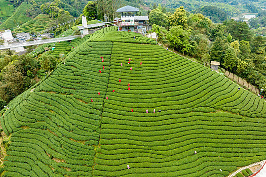 中国广西贺州昭平生态茶园春季自然风光景色优美