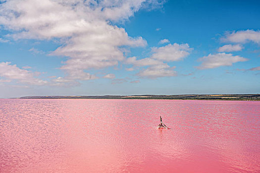 西澳大利亚印度洋独特的天然奇景粉红湖盐藻类泻湖pinklagoon,westernaustralia