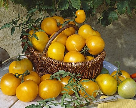 黄色西红柿,品种