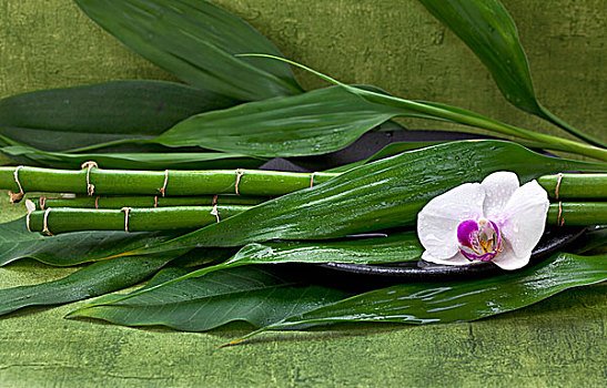 竹子,茎,装饰,白色,兰花
