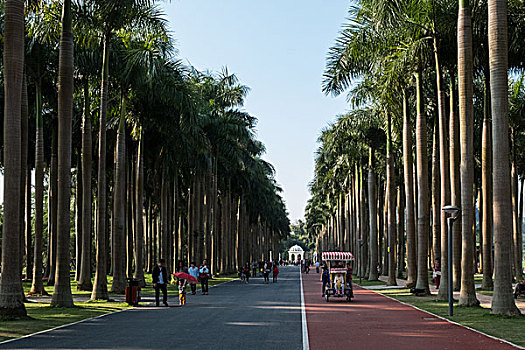 南宁花花大世界椰林大道