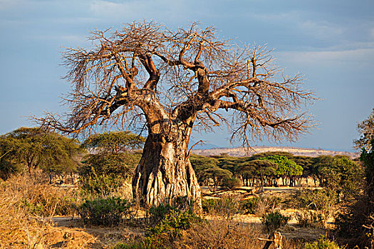 猴面包树,树,国家公园,坦桑尼亚