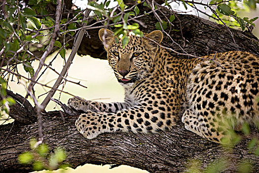 豹,4个月大,幼兽,纳米比亚