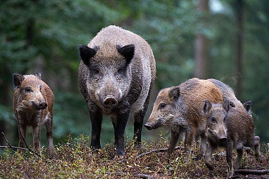 野猪,莱茵兰普法尔茨州,德国,欧洲
