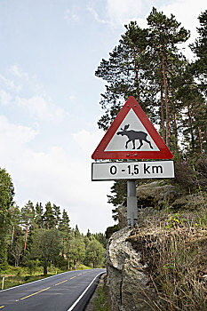 驼鹿,穿过,挪威