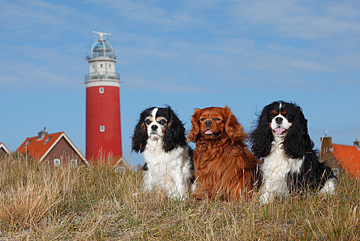 查尔斯王犬,三种颜色,红宝石,三个,狗,坐,正面,灯塔,特塞尔,荷兰