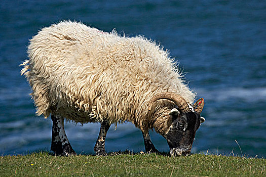 绵羊,诺森伯兰郡,英格兰