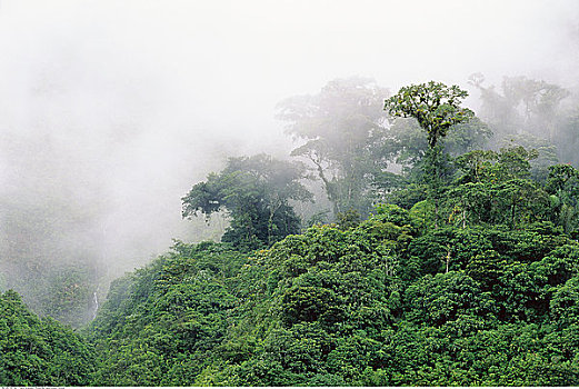 树林,雾,安迪斯山脉,厄瓜多尔