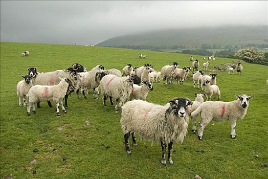 牧群,绵羊,草场,湖区,坎布里亚,北方,英格兰,英国,欧洲