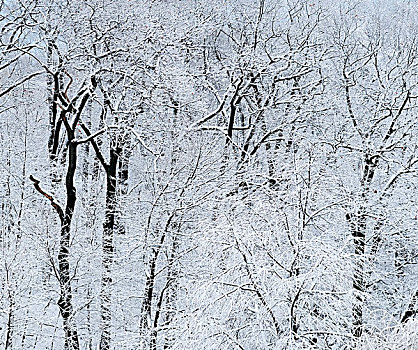 冬日树林,自然背景