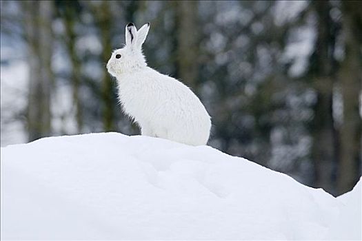 雪兔,冬季外套