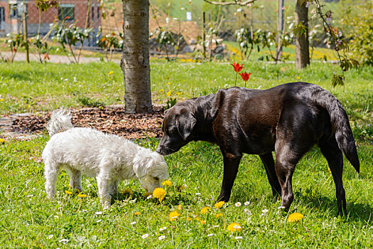 两只,狗,黑白,花园