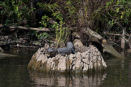 鳄鱼,沼泽,树桩,靠近,新奥尔良,路易斯安那,美国