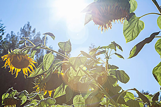 仰视,向日葵,加利福尼亚,美国