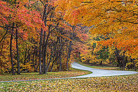 秋色,褐色,州立公园,靠近,纳什维尔,印地安那,美国