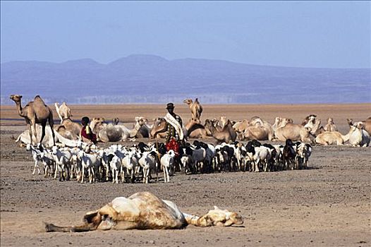 部落男子,看,上方,牧群,骆驼,山羊,水坑,边缘,部落,游牧,游牧部落,生活方式